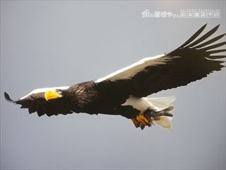 グル飛来