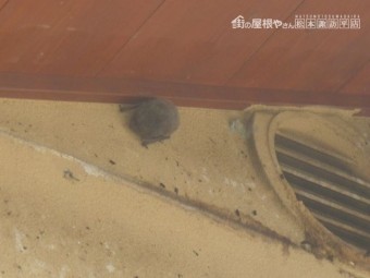 塩尻市コウモリ対策