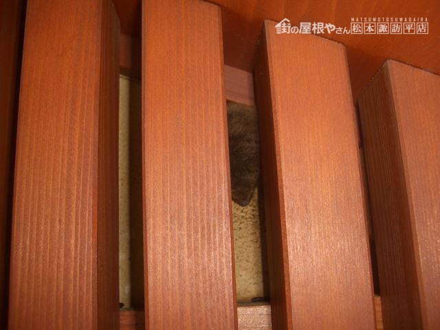 塩尻市コウモリ対策
