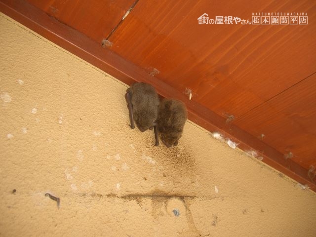 塩尻市コウモリ対策
