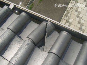 松本市村井ペットショップ