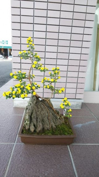 デスポさん菊