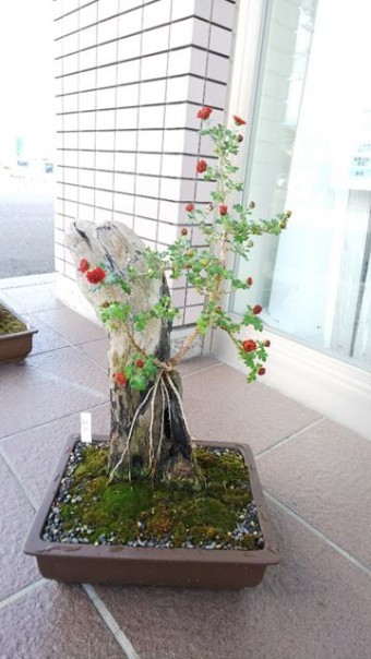 デスポさん菊