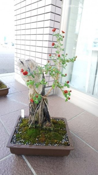 デスポさん菊
