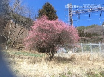 大桑村現調