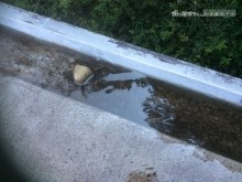 諏訪陸屋根
