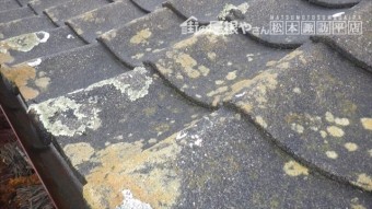 セメント瓦 コケ 藻