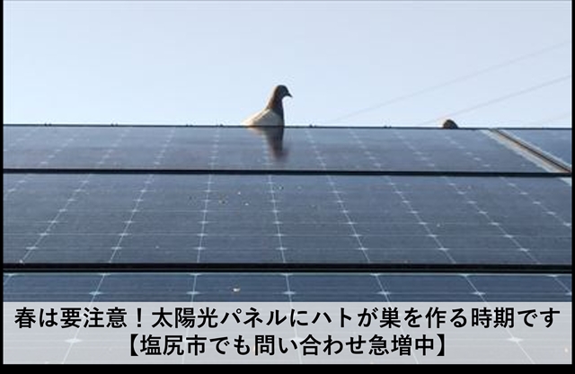 春は要注意！太陽光パネルにハトが巣を作る時期です【塩尻市でも問い合わせ急増中】