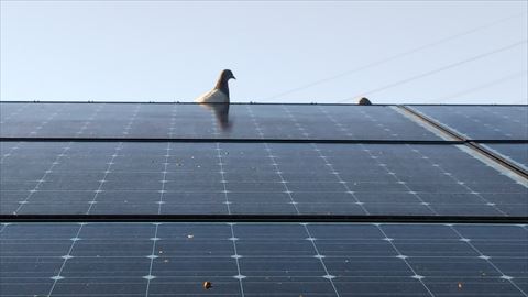 松本市で鳥獣被害　鳩が巣を作って困っている太陽光パネルに防鳥ネット